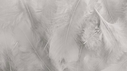 white feather wool pattern texture background