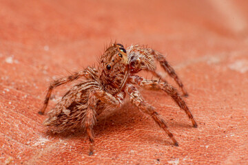 macro Close up of jump spider