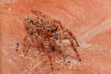 macro Close up of jump spider