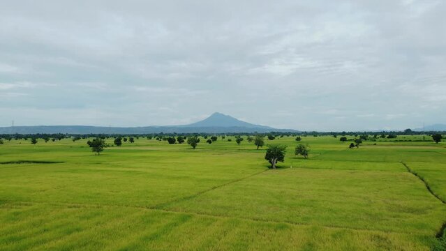Aerial video A beautiful view of rice fields with the Seulawah Agam mountain in the background, in Aceh province, Indonesia.