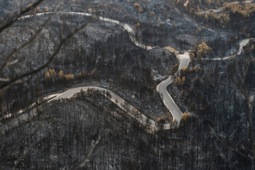 Road surrounded by burnt forest after wildfire - Climate change natural disaster in summer