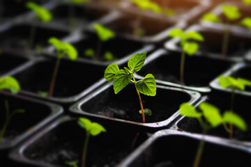 Seedlings of greens and vegetables in plastic pots with soil. Young sprouts and seedlings. Spring sowing in garden.