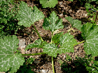 Courgettes plant in a natural vegetable garden - 612243759