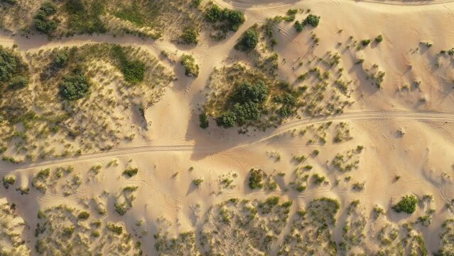 sandy beach covered with plants, view from above. Dune grass. Sand dunes on the edge of the beach, the wind pushes the sand around. Grass Swinging on Wind on Sandy Sea Beach.