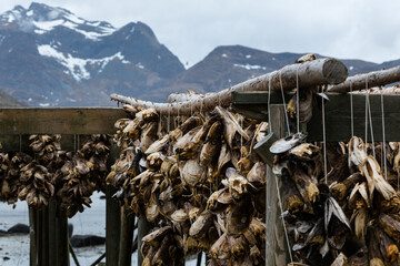 Stockfisch in Reine auf den Lofoten, Norwegen