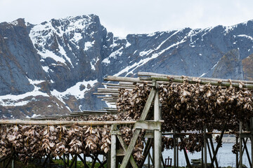 Stockfisch in Reine auf den Lofoten, Norwegen