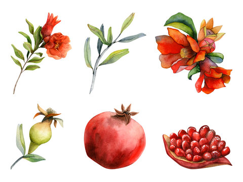 Pomegranates watercolor botanical illustration set isolated on white background with fresh juicy ripe, whole and cut pomegranate with seeds, red flowers and branches for natural cosmetics or juice