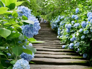 参道に咲く満開の紫陽花