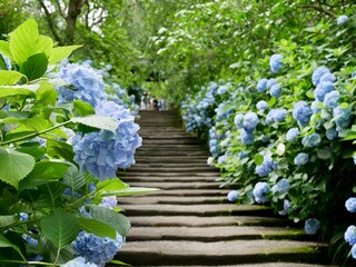 参道の満開の紫陽花