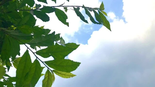 Timelapse Tapestry of Leaves and Blue Skies