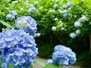 満開の紫陽花