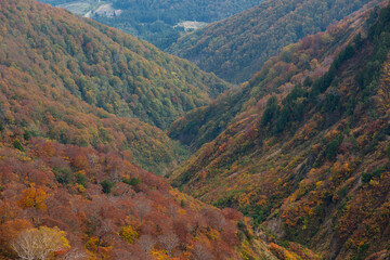 紅葉する山