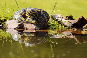The yellow anaconda (Eunectes notaeus), also known as the Paraguayan anaconda, lying in the grass by the water reservoir.