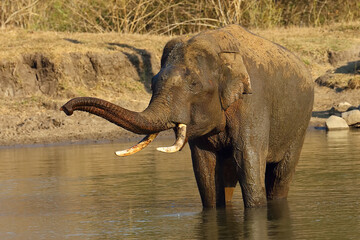 The Indian elephant (Elephas maximus indicus), a large tusker bathing in a forest watering hole. A large Indian elephant bull in a typical South Indian environment.