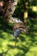 The boa constrictor (Boa constrictor), also called the red-tailed or the common boa, with prey caught on a branch. Big boa with a caught rat.
