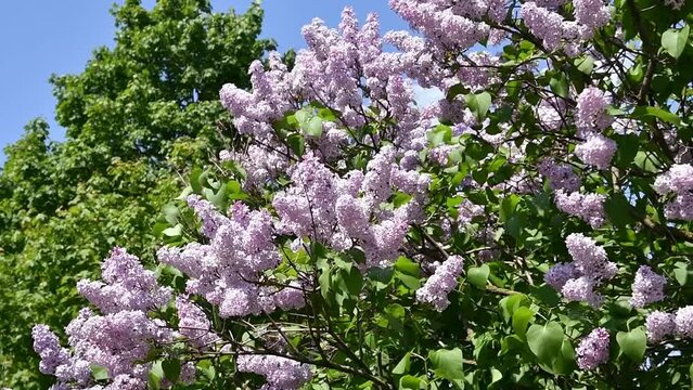 A blooming lilac tree. Summer flowers blooming on the branches.
