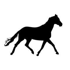 Isolated black silhouette horse on white background