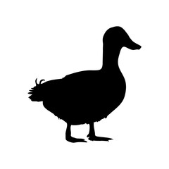 Isolated black silhouette duck on white background