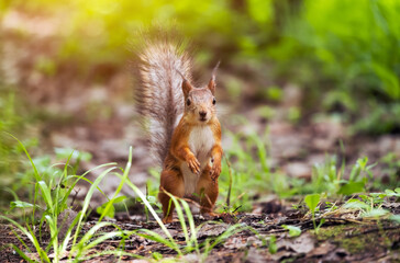 Naklejka na ściany i meble A beautiful squirrel in a forest park in the summer