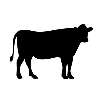 Isolated black silhouette cow on white background