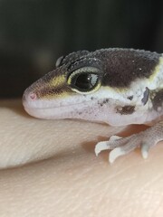 Leopard gecko. Snake eyes