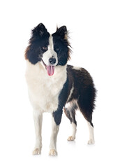 Finnish Lapphund in studio