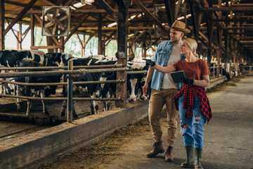Male and female farmer inspecting cattle together using digital tablet.