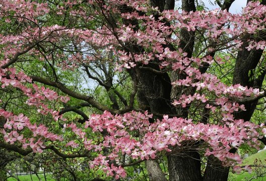 beautiful flowering   pink dogwood flowers  in spring in  the public gardens of  bellefontaine cemetery  in north st. louis, missouri