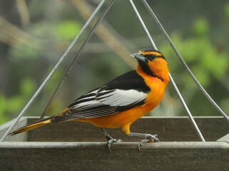 close up of male bullock's oriole perched on a hummingbird feeder in summer in broomfield, colorado