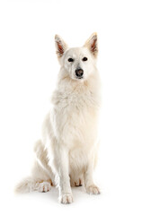 White Swiss Shepherd Dog