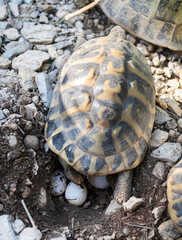 Eggsof a Hermann s tortoise Testudo hermanni