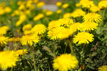 yellow dandelion flowers