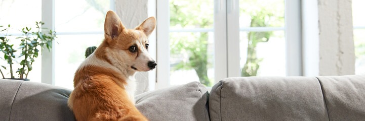 Beautiful, cute corgi dog standing on sofa in living room, looking in window. Lovely curious pet. Concept of animal life, care, pet friend, lifestyle, happiness. Banner. Copy space for ad