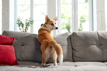 Smart, beautiful corgi dog standing on couch in living room, looking outside the window. Curious,...