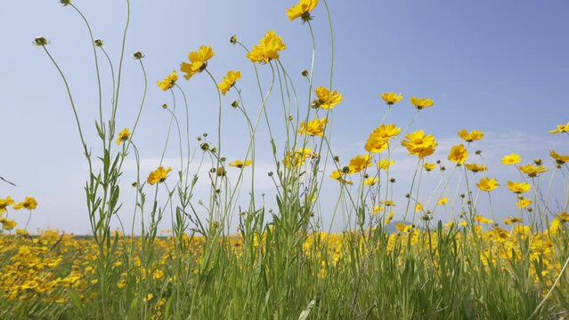 yellow flower sky green nature cloud grass
금계국 꽃밭 꽃 맑은 하늘 구름 초원 들판 4k