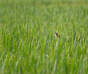 Bird  on the grass
