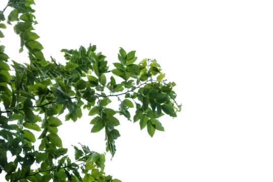 leaves isolated on white background