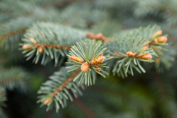 A branch of a fir tree with the embryos of cones. A branch with needles and buds.