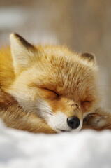 眠るキタキツネ