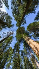 Majestic Giants of Sequoia National Park: Captivating 4K image of Giant Sequoia Trees in California