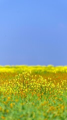 Radiant Yellow Spring Blossom in Bakersfield, California: Captivating 4K Nature Scene with Pristine Blue Sky Background
