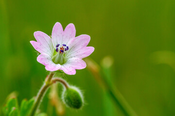 Fototapeta premium A pink cranesbill flower on a meadow