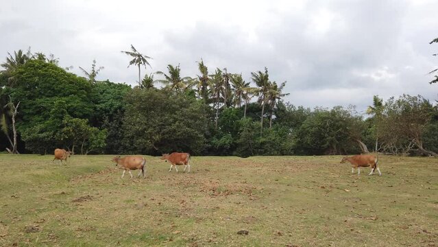 Brown Cows Walk in Line at Agricultural Field in Bali Indonesia, Cattle Landscape Grazing in Countryside Grass Field, Banteng, Bos Javanicus Domesticus