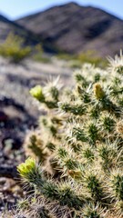 Mesmerizing Jumping Golden Cholla Cactus: Majestic 4K image of Cylindropuntia bigelovii in All Its Glory