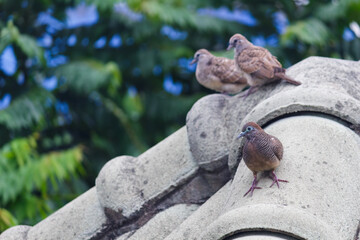 A group of Zebra Dove stands on rooftop piles during the daytime. Wildlife, bird, animal, house-living concept