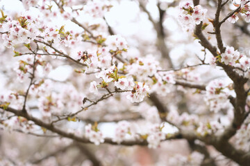 White cherry blossoms bloom beautifully in spring like a painting.