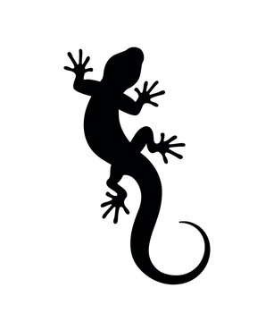 Silhouette of a lizard on a white background