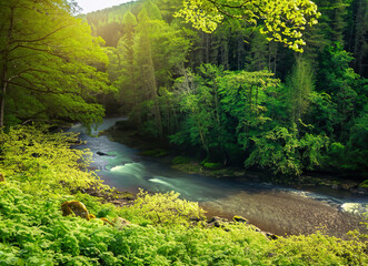 Fototapeta premium A lush green forest with a winding river running through it - 100MP