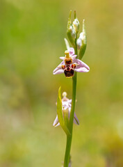 Bee orchid flowers - Ophrys apifera - blooming on a grassy meadow in early summer