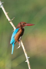 The Stork-billed Kingfisher (Pelargopsis capensis) (formerly Halcyon capensis), is a tree kingfisher which can found in Thailand.